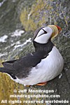 Horned Puffin photos