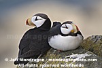 Horned Puffins images