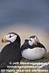 Horned Puffins pictures