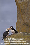 Horned Puffins images
