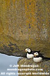 Horned Puffins photos