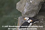 Horned Puffins images