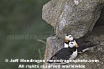 Horned Puffins pictures