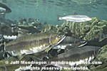 Pink Salmon pictures