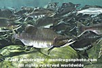 Pink Salmon Spawning  pictures
