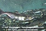 Pink Salmon Spawning  images