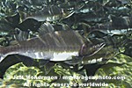 Pink Salmon Spawning  images