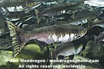 Pink Salmon Spawning  photos