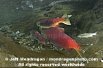 Sockeye Salmon photos
