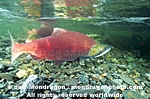 Spawning Sockeye Salmon pictures