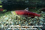 Spawning Sockeye Salmon photos